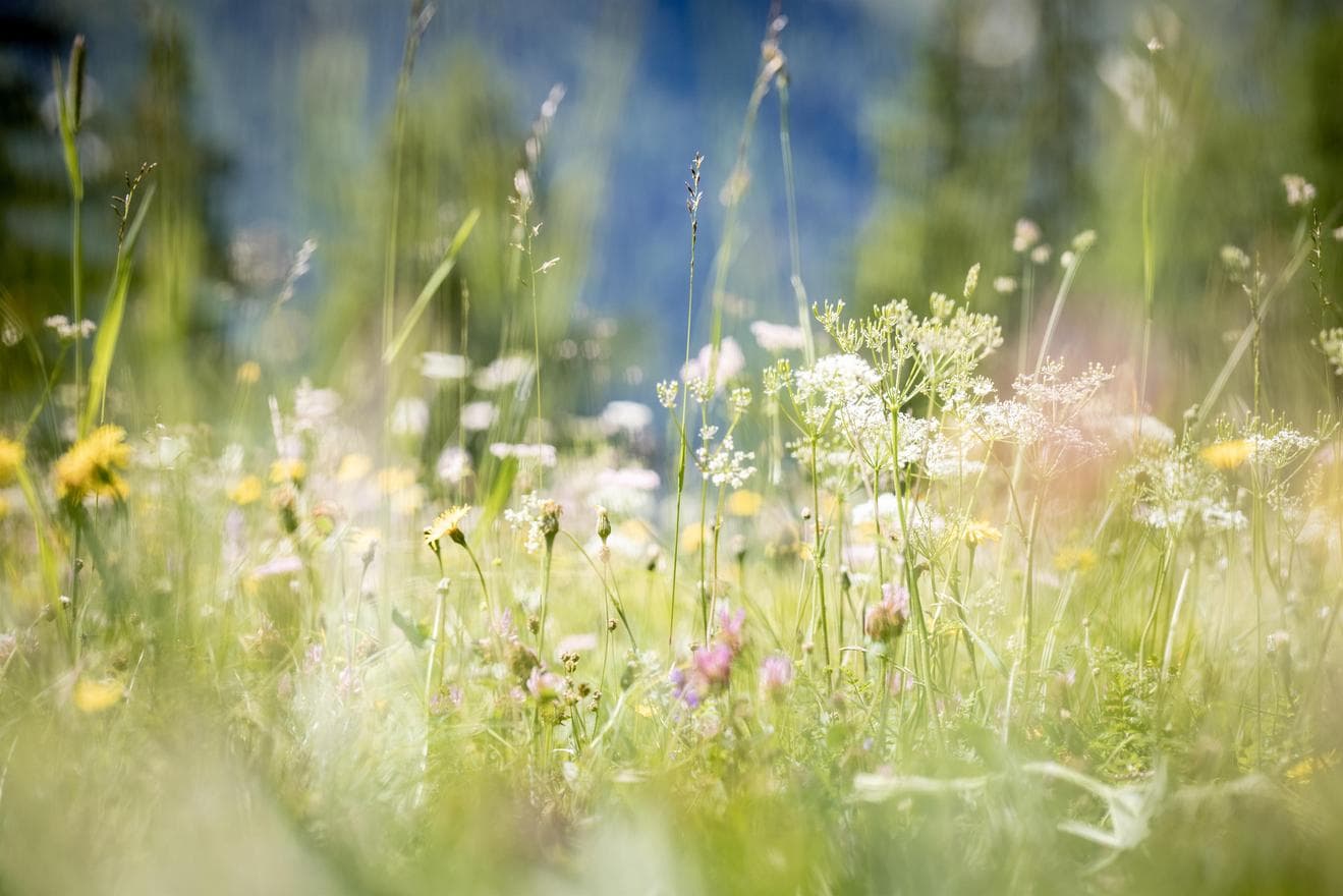 Naturwanderung - lerne und probiere Kräuter, Blüten & Pflanzen 