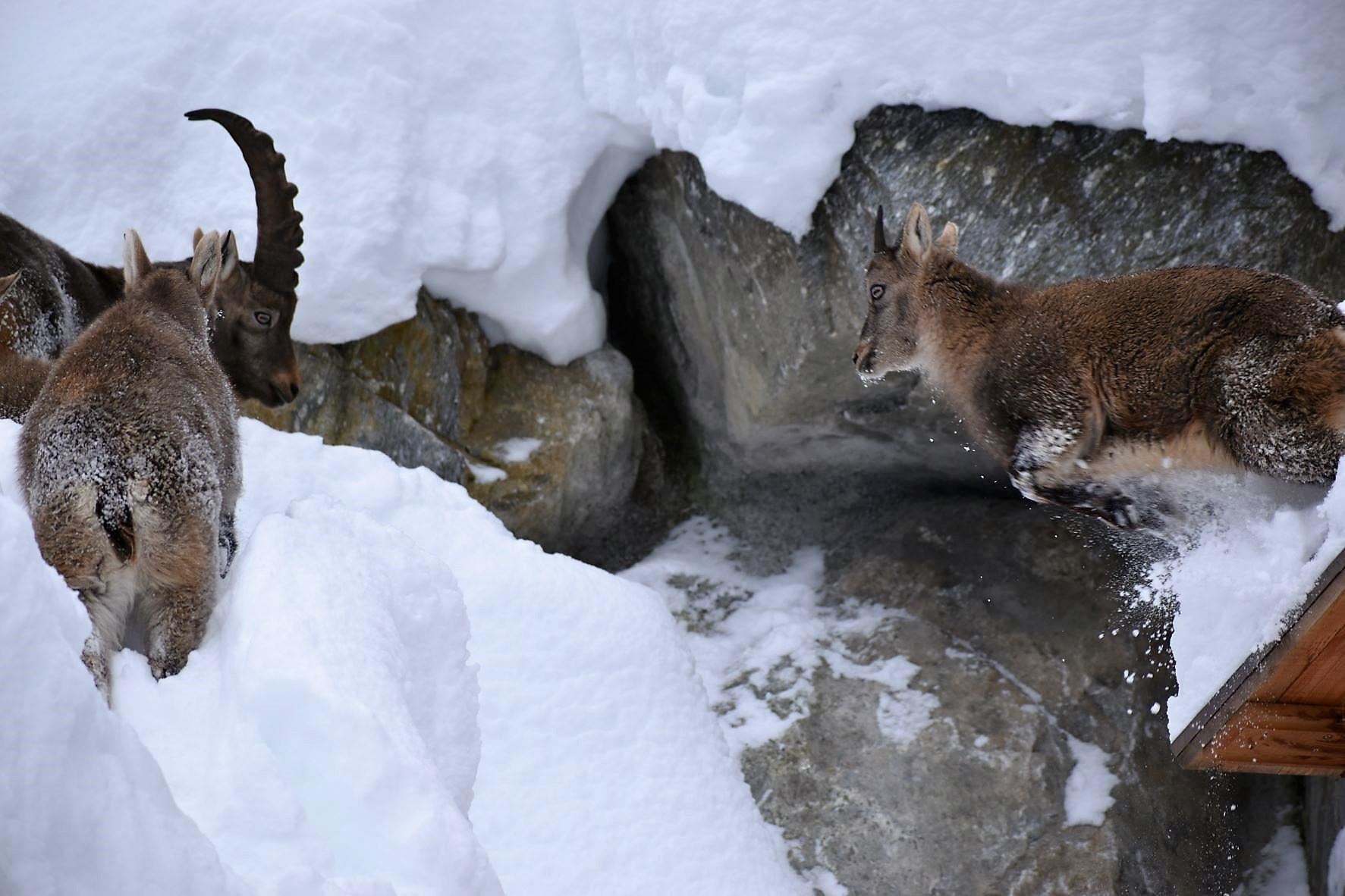 Eintritt Steinbockzentrum mit geführter Fütterung